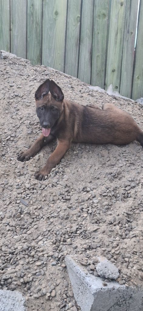 Ciobanesc belgian malinois