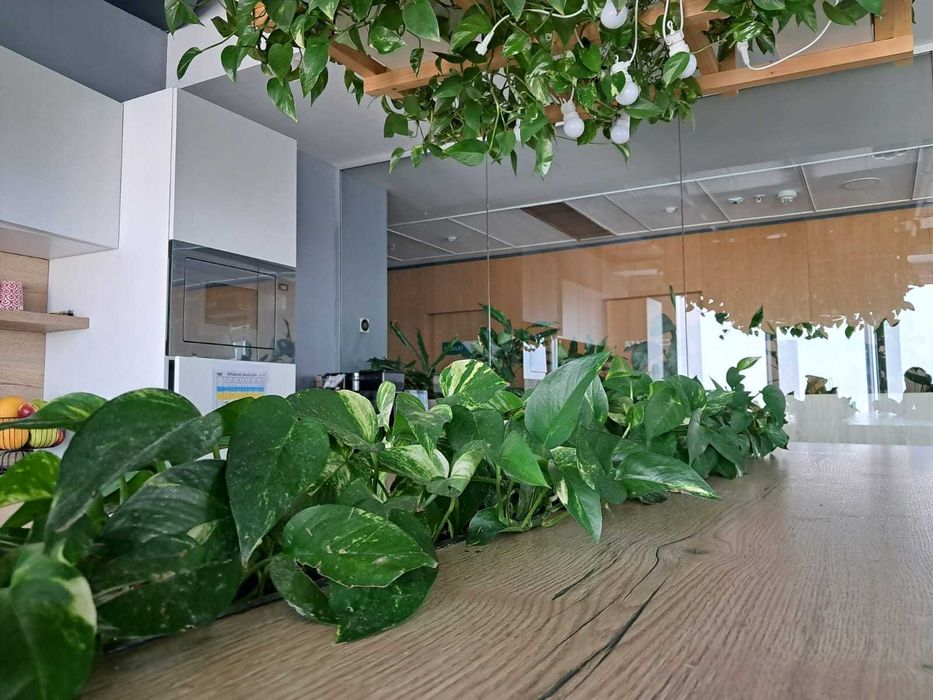 Amenajari spatii de birouri cu plante naturale si artificiale