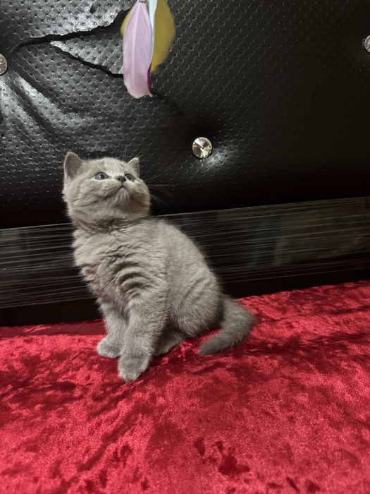 Zotli mushuk, Шотландский скотиш премиум