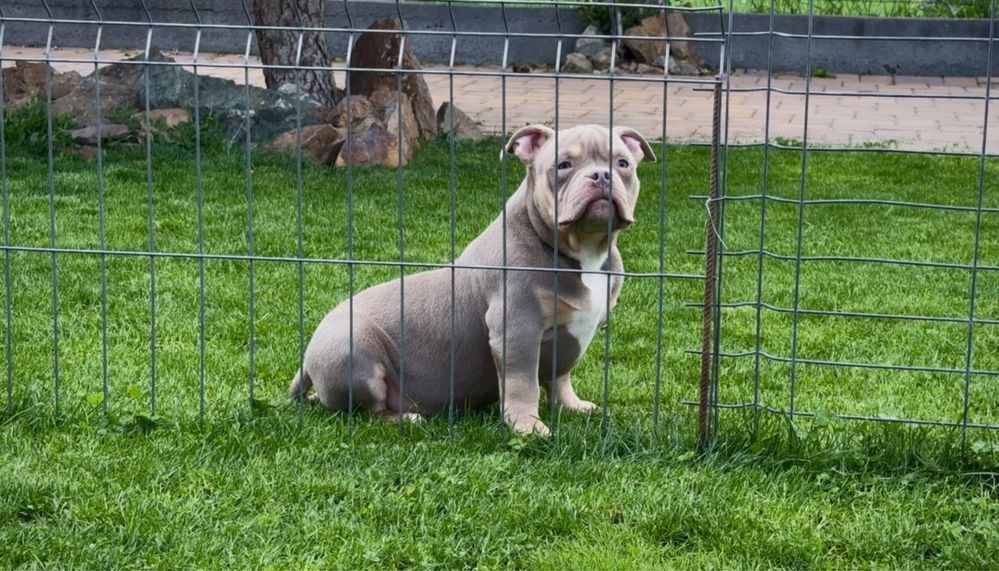 Mascul American Bully