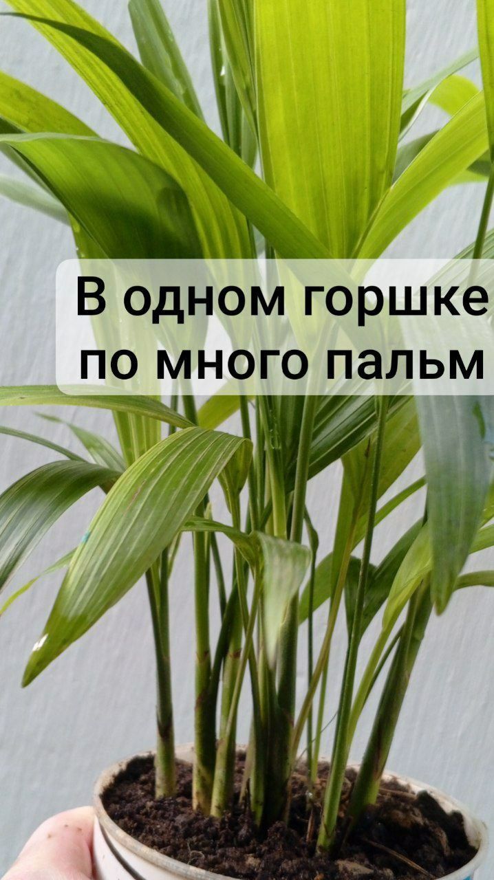 Пальма Дипсис (хризолидокарпус). Экзотические цветы для дома и офиса