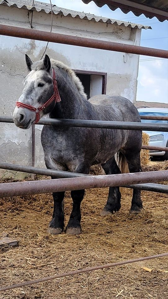 Armasar Percheron pentru monta