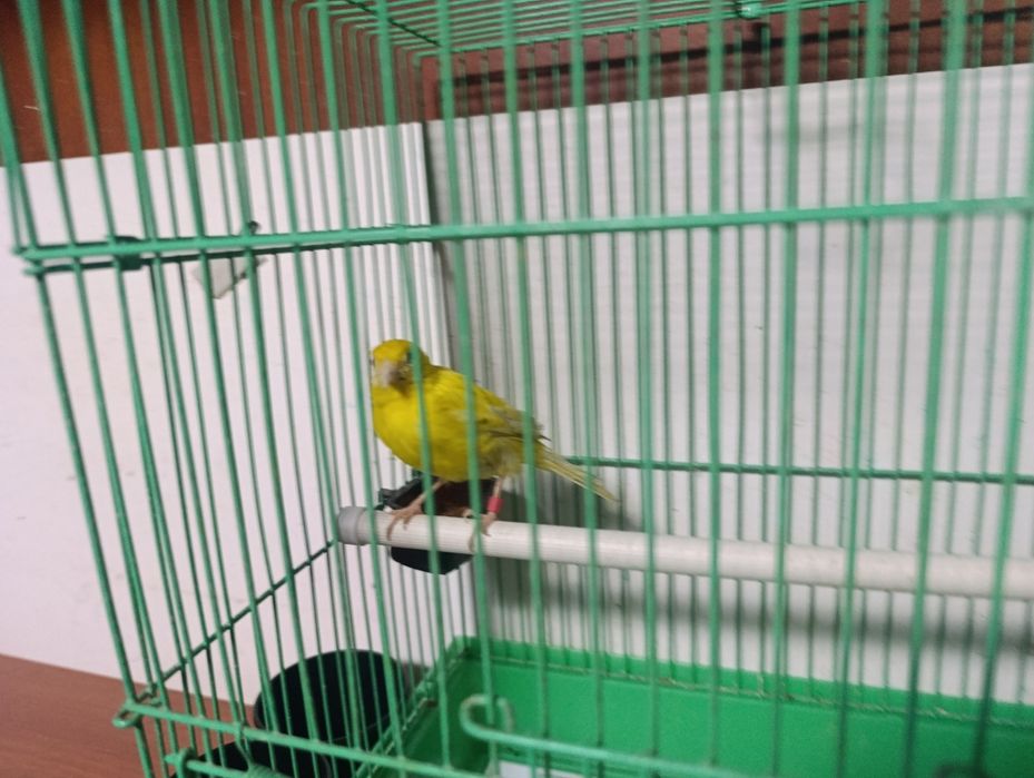 Канарейка самка kanareka moda 2 yosh kletkas bn sotiladi