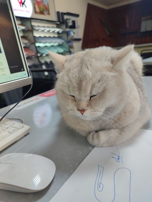 Кошка белая продается