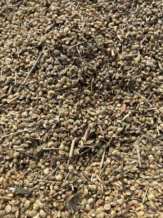 Sparceta productie 2025