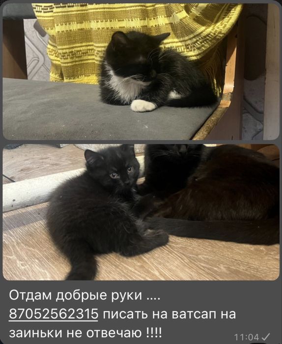Отдам добрые  руки