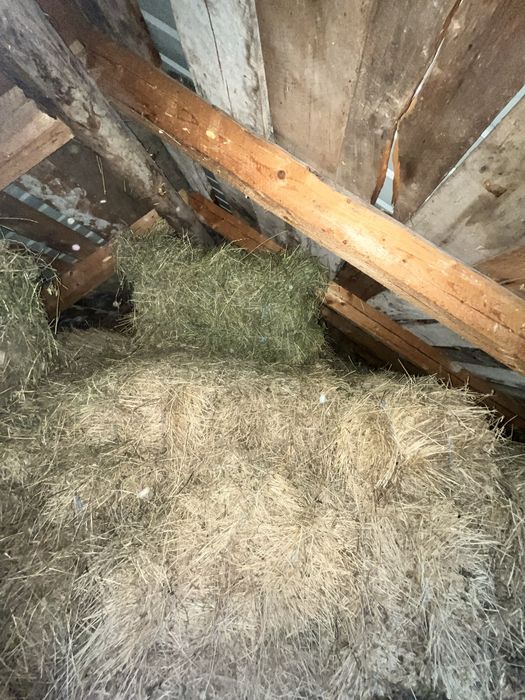 Vand baloate de lucerna