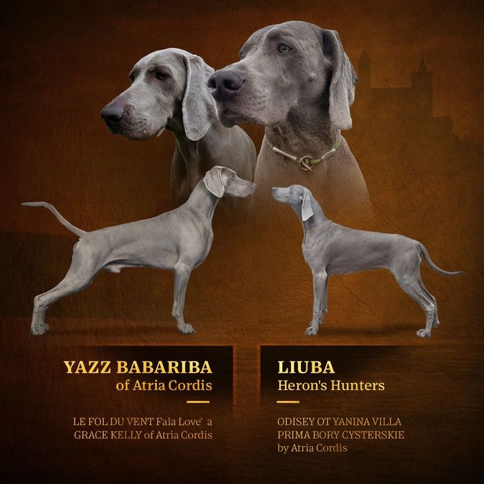Pui weimaraner de vânzare