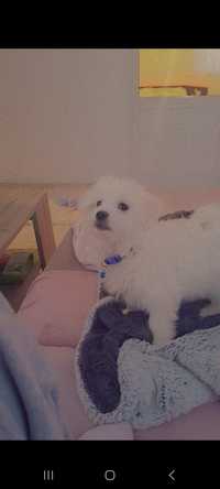 Animal de companie bichon