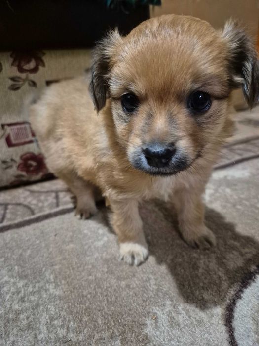 Подаряват се кученца мини шпиц/пинчер