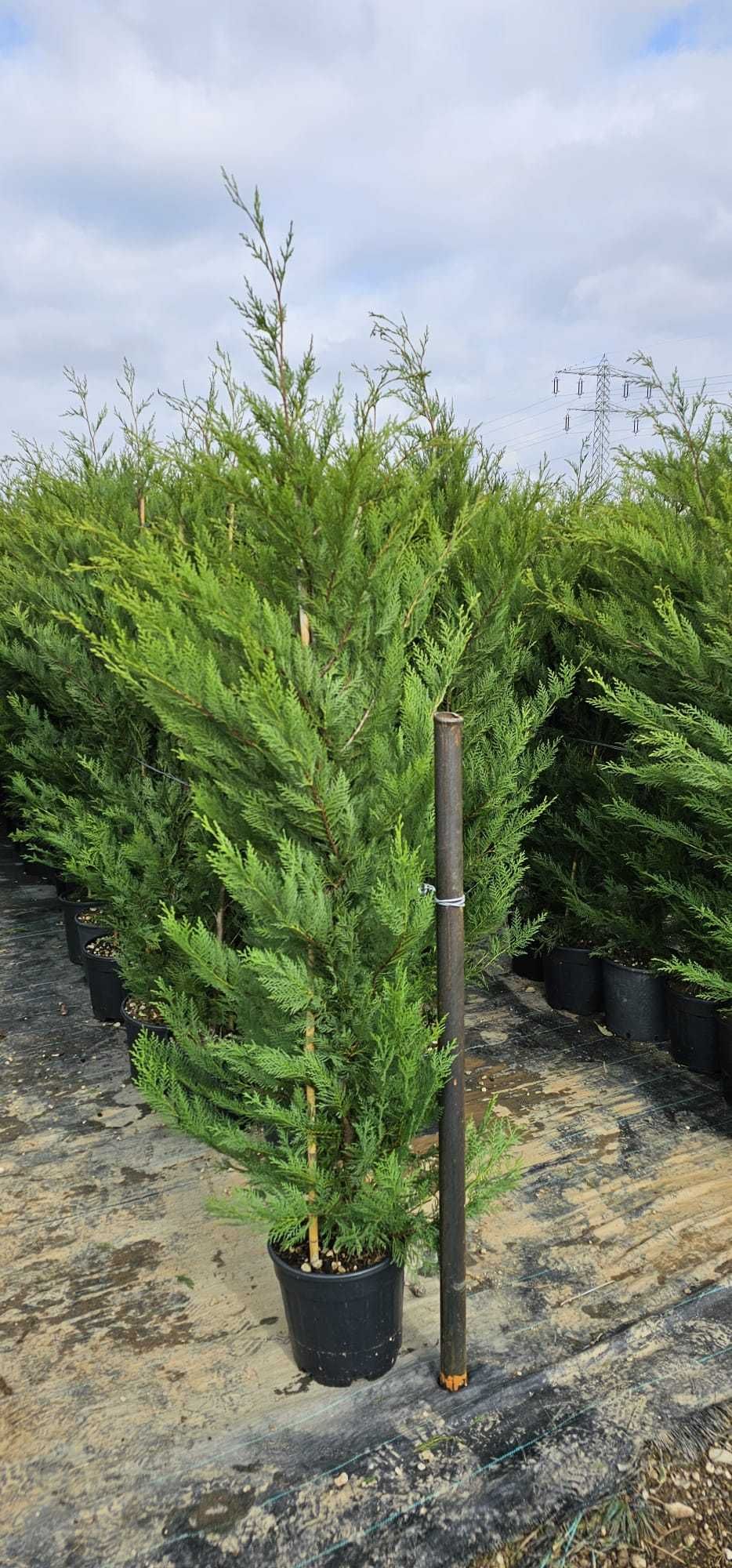 en-gross leylandii