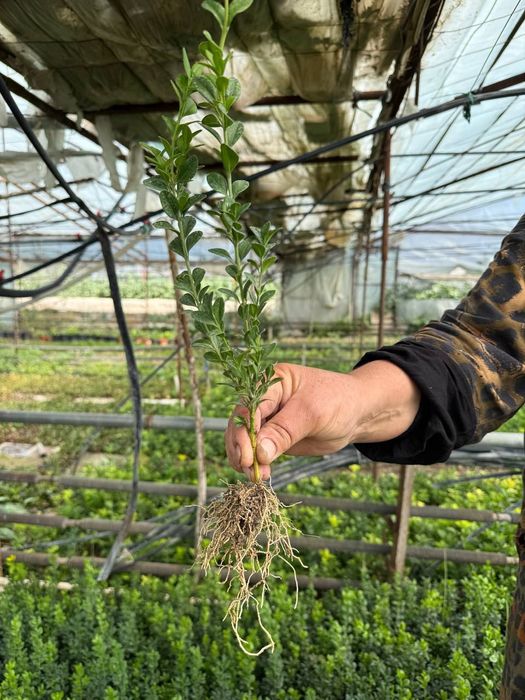 Хар хил турдаги кустарник буталар