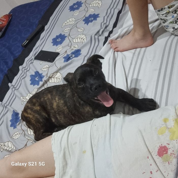 Dau spre adoptie catel in varsta de 2 sni jumate