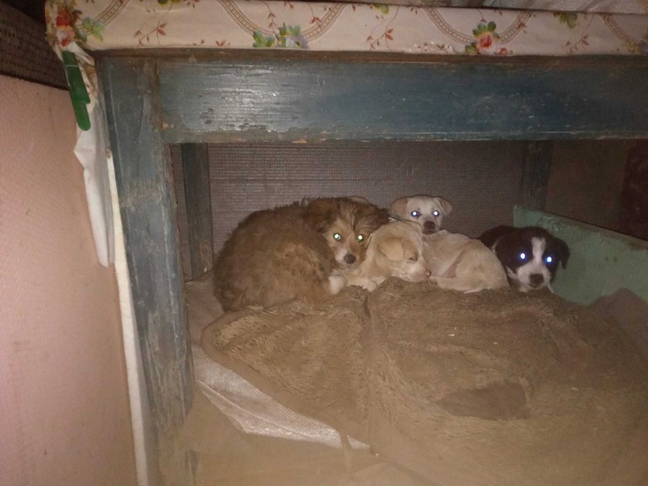 Catei Pentru Adoptie S.O.S