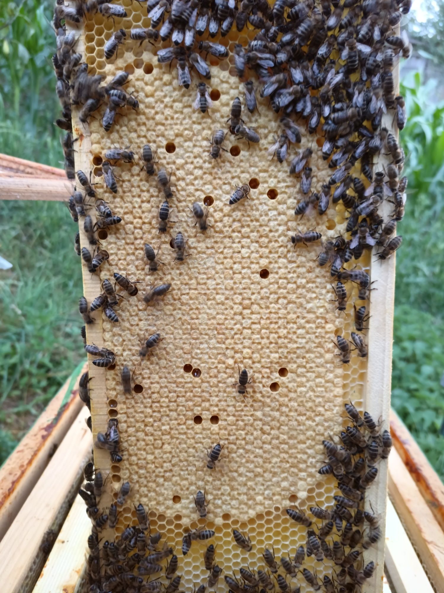 Vând familii de albine in stupi MER