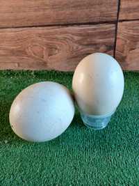 Ouă de struț proaspete pentru consum