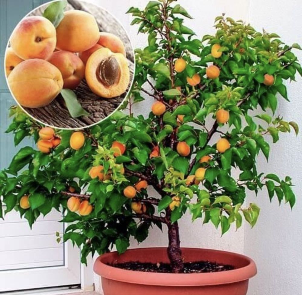 Pomi fructiferi Lămâi,Portocal ,mandarin