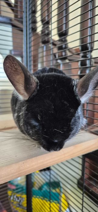 Vând 2 chinchilla (cincila șinșila chinchila) + cusca