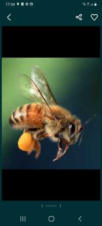 Miere de albine direct de la stupina