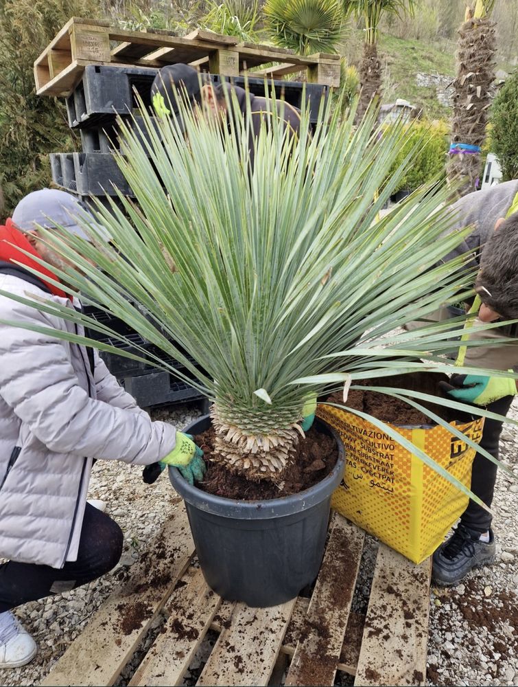 Maslin copacel olea europaea,yucca,palmieri,plante exotice,ornamentale