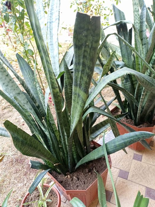 Tuvakda katta gullar donasi 60 mingdan