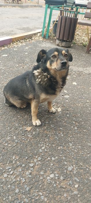 Собака в добрые руки