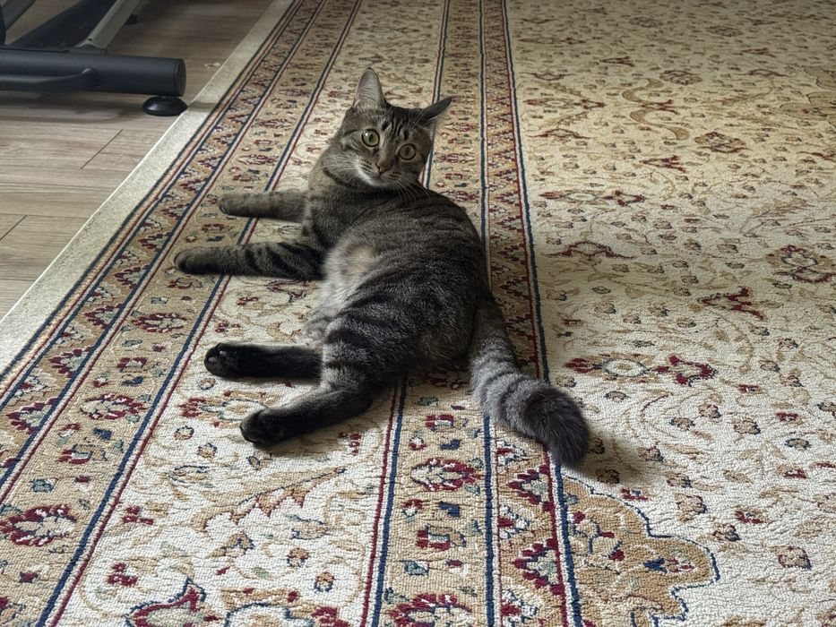 Отдам кота в хорошие руки