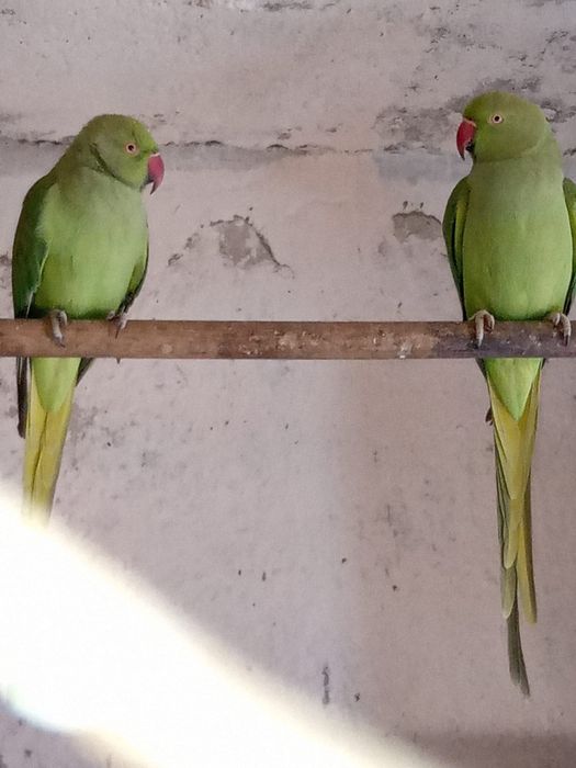 Papagali Micu Alexandru