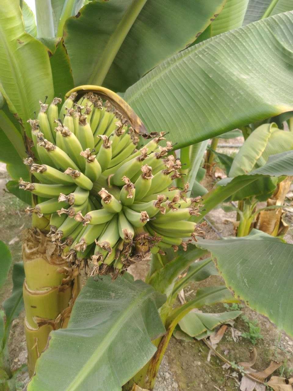 Саженцы банана Кавендиш, готовые к посадке