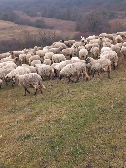 Oi de vânzare tinere
