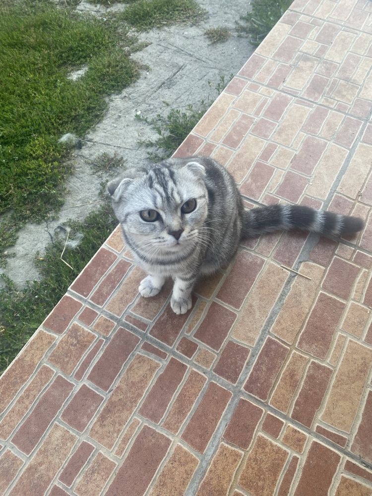 продам шотландскую кошку