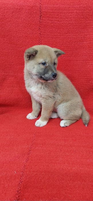 Шиба Ину Shiba inu