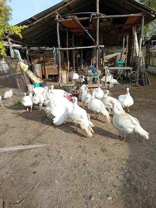 Vând curcani și curci