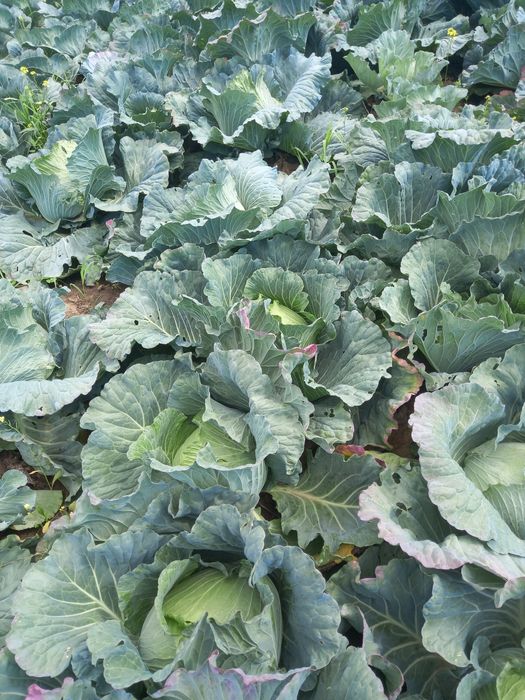 Varza gumna ideala pentru murat,foaie subtire