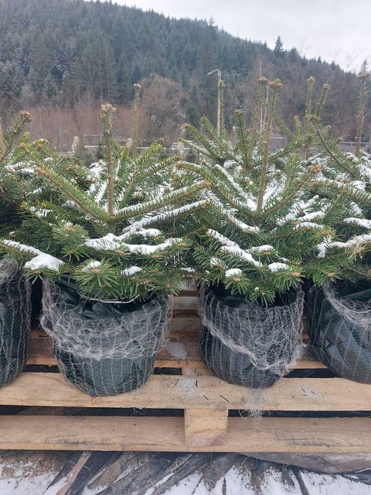 Pachet 50 buc. Mixt- 5 specii brad american la ghiveci 5L- H 60-90cm