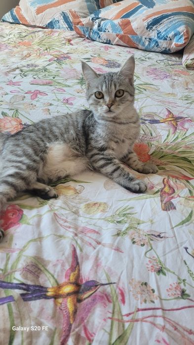 Отдам даром кошечку шотландский прямоухой породы ,