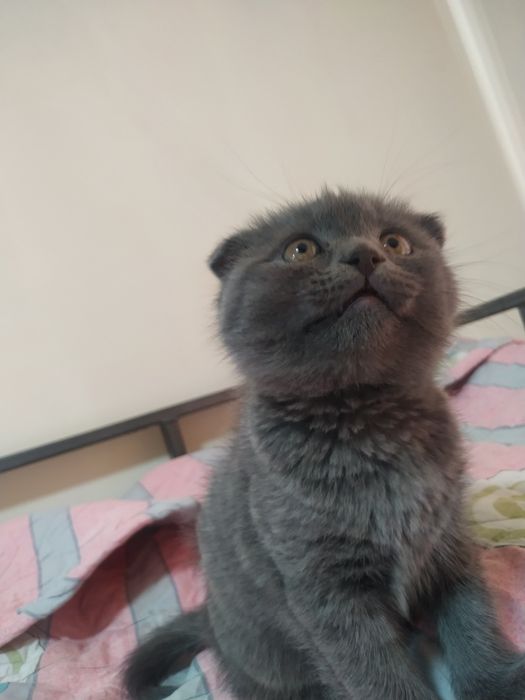 Scotish fold zotli mushuk