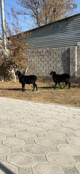 Қой/Баран сатылады