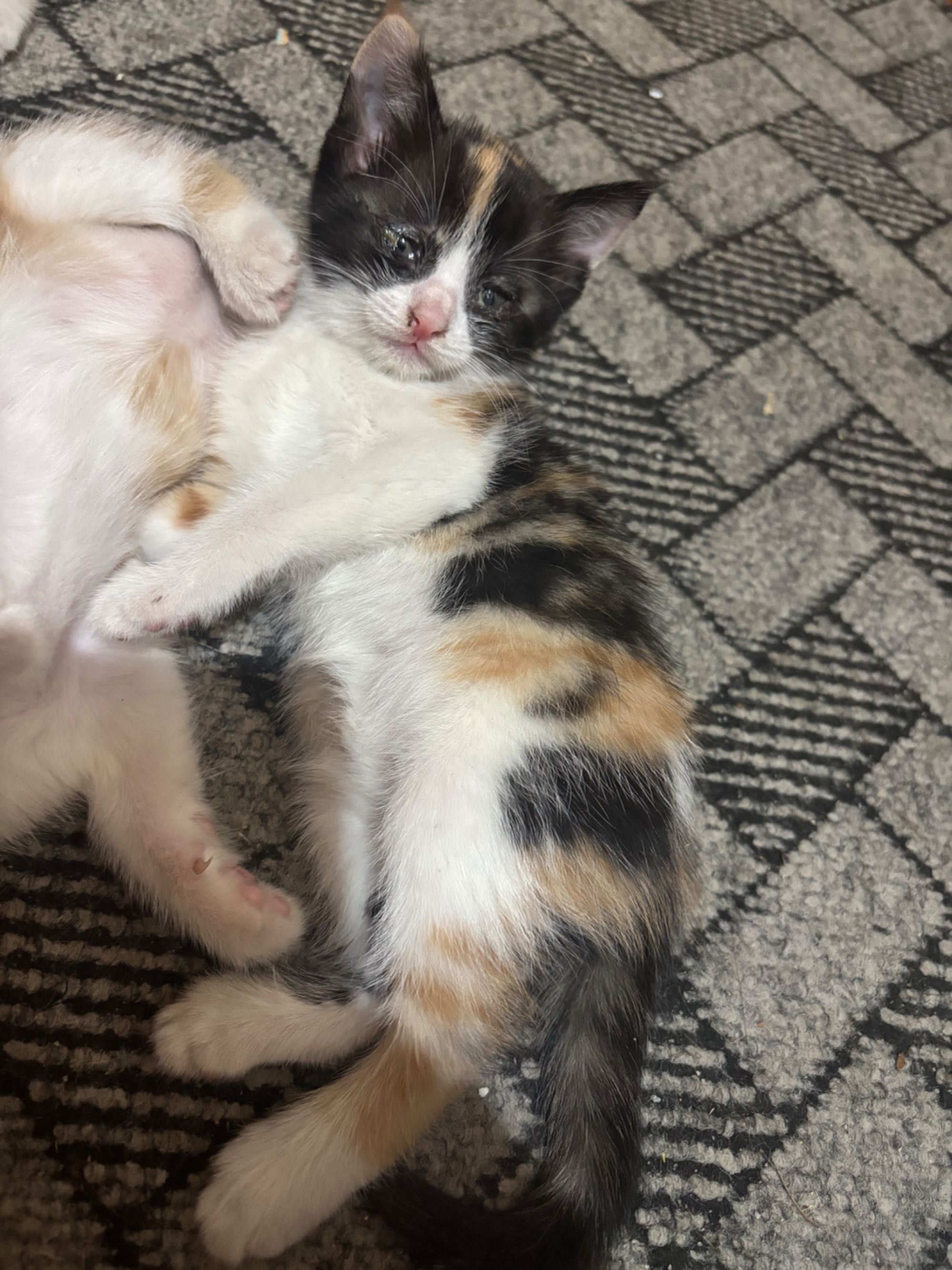 котики ищут добродушных любящих хозяев