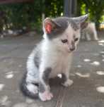 Pisicuți spre adopție