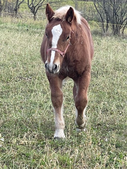 Iapa blonda de vanzare cu manz de 4luni mai multe detalii la telefon