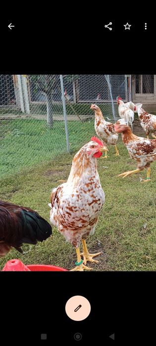 Vând cocoși pita pinta porțelan și roxa