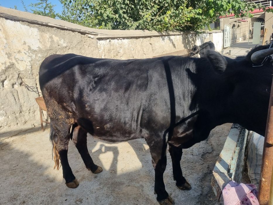 Gibrid bugʻoz gʻunojin sotiladi!!!