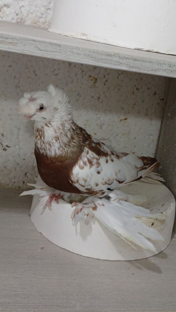 Kabutarlar Narla 3 tasi sotiladi