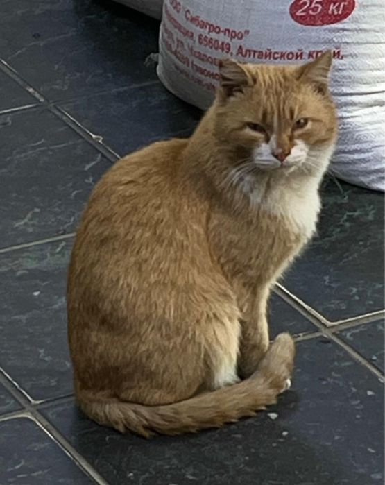 Котик в поисках дома