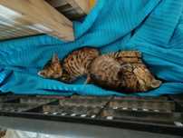 Pisici spre adoptie