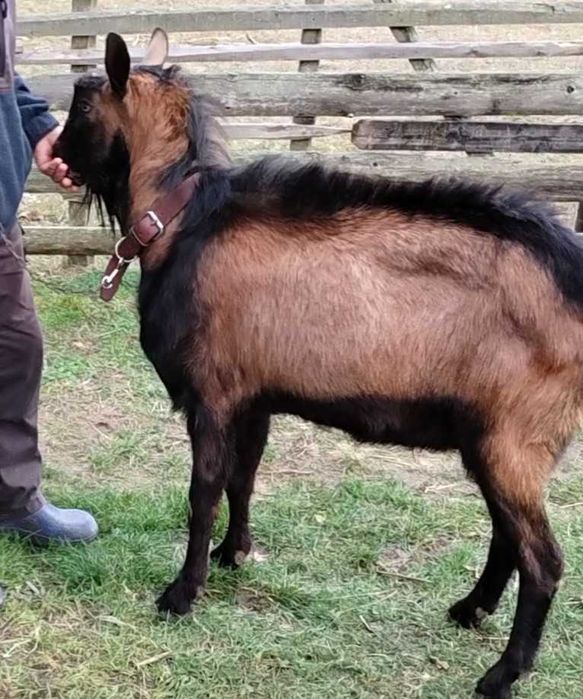 Țap alpin francez rasa pură, genetica bună / capre alpine franceze.