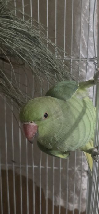 Ожереловый попугай 9 месяц
