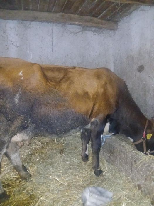 Vând vaca de 5 ani gestanta de 6 luni