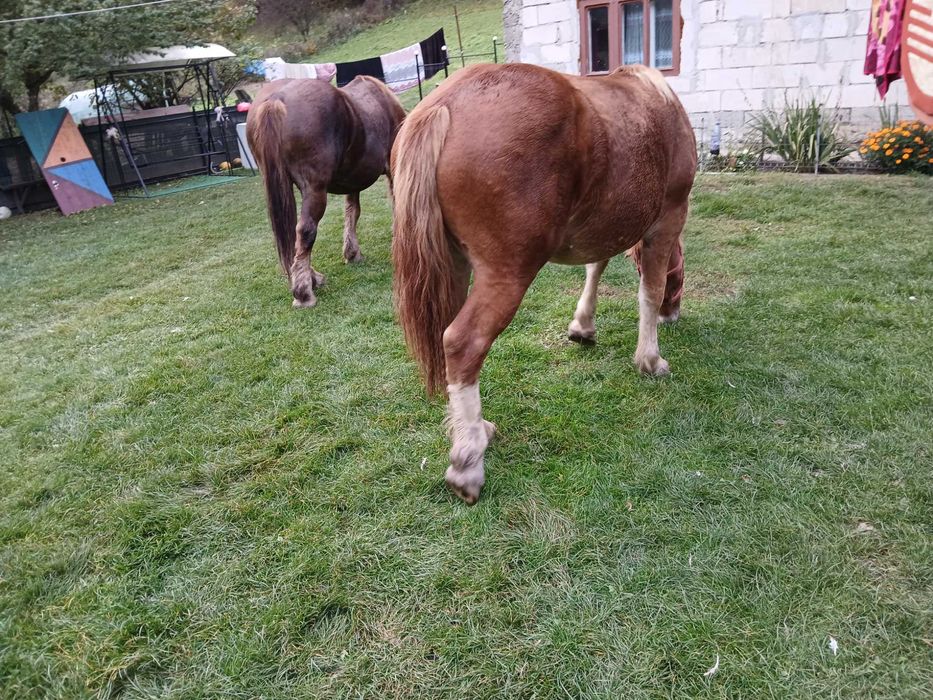 Vand manza de un an jumate